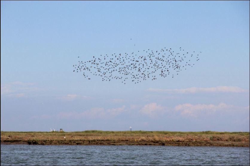 Острова Венецианской лагуны. Природа