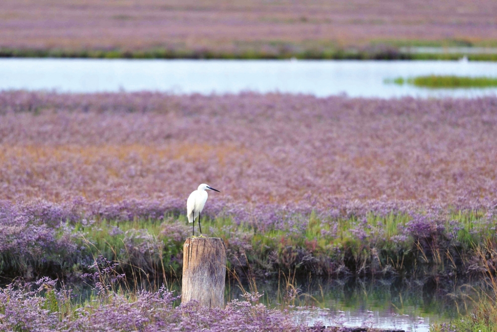 Каваллино Италия. Лагуна Венеция